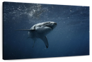 Great White Shark Wall Art