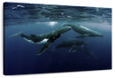 Humpback Whales Wall Art