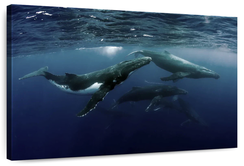 Humpback Whales Wall Art