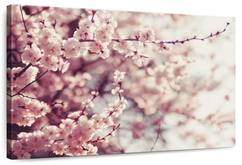 Delicate Cherry Blossoms Wall Art