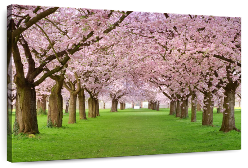 Cherry Blossom Trees Wall Art