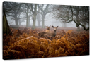 Richmond Park Deer Wall Art