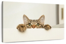 Peeking Young Cat Wall Art