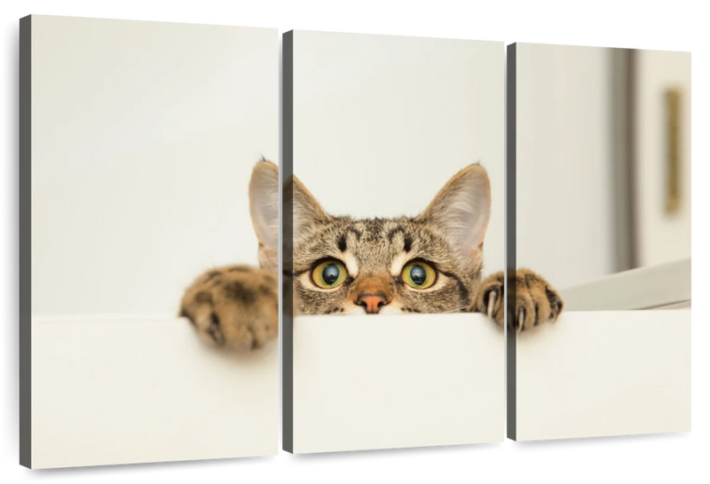 Peeking Young Cat Wall Art
