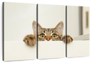 Peeking Young Cat Wall Art