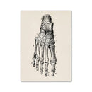 Vintage human anatomy skull art print bedroom ink illustration by Decorbites