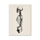 Vintage human anatomy skull art print bedroom ink illustration by Decorbites