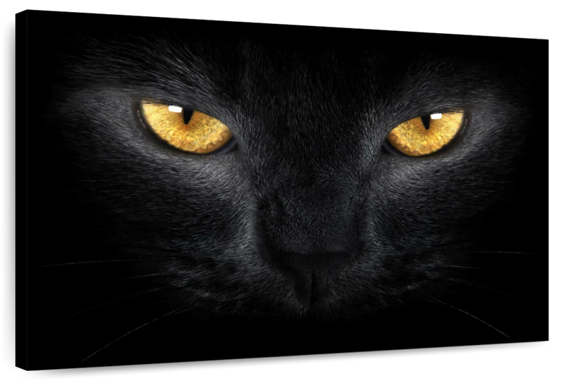 Yellow Eyed Cat Wall Art