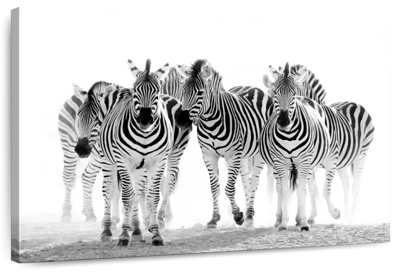 Zebras On The Move Wall Art