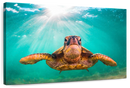 Maui Green Turtle Wall Art