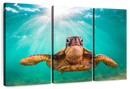 Maui Green Turtle Wall Art
