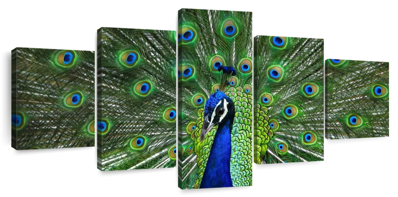 Peacock Feathers Wall Art