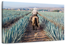 Inspecting Agave Plantation Wall Art
