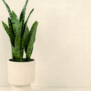 MSI Architecta Glacier Porcelain Tile
