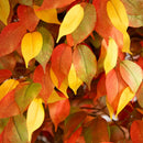 10’ Autumn Ficus Artificial Fall Tree