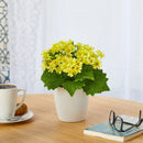 10” Daisy Artificial Plant in White Planter