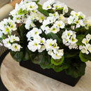 Artificial Geranium in Rectangular Planter UV Resistant (Indoor/Outdoor) by Nearly Natural