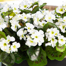 Artificial Geranium in Rectangular Planter UV Resistant (Indoor/Outdoor) by Nearly Natural