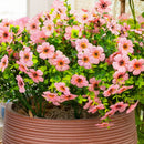 13" UV Daisy Flower Bush Plant (Indoor/Outdoor)- Set of 12