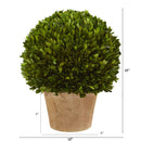 15” Boxwood Ball Preserved Plant in Planter