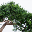 Cedar Bonsai 16" Silk Plant" by Nearly Natural