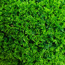 16" UV Resistant Artificial Mediterranean Cypress Topiary Plant (Indoor/Outdoor)