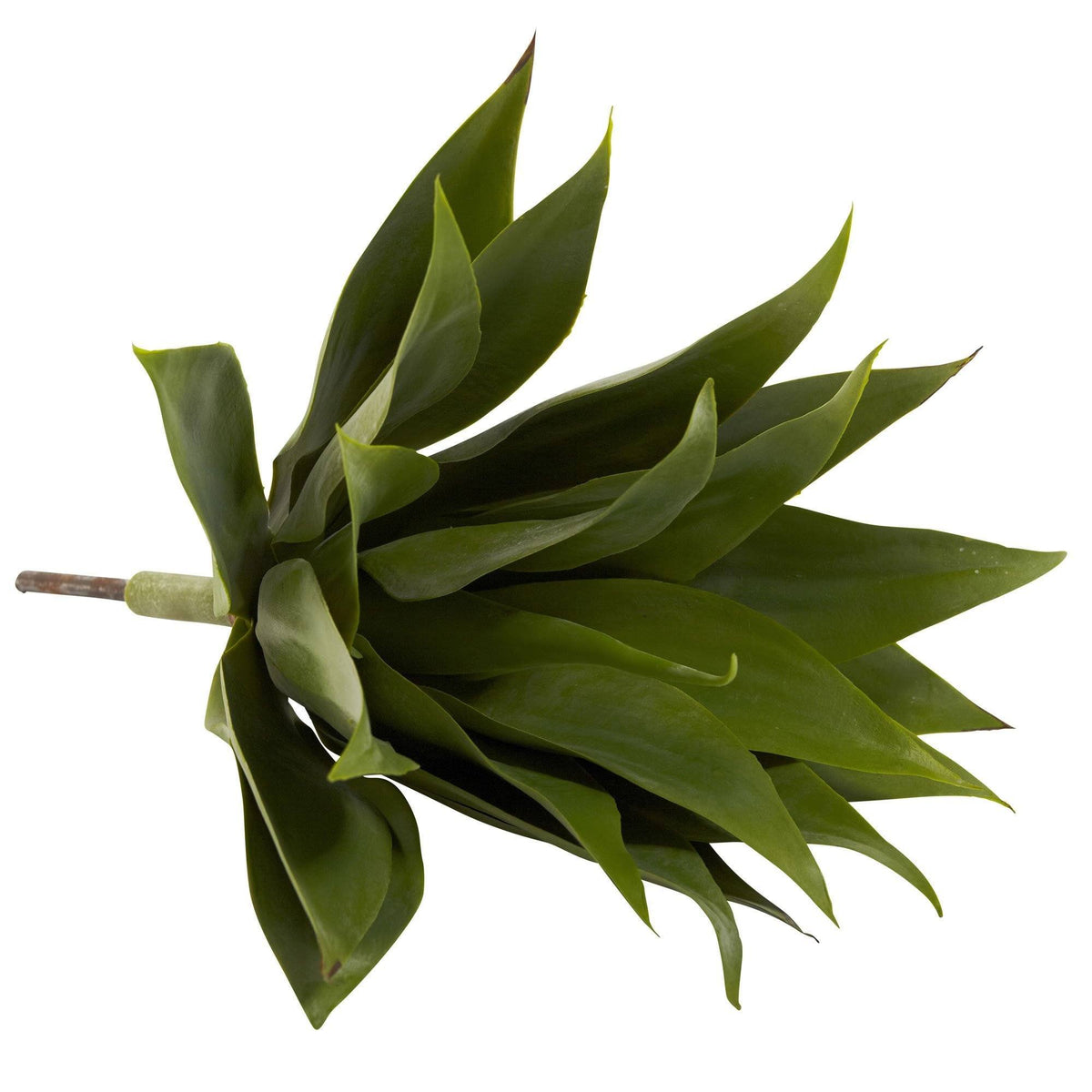 17” Agave Succulent Plant (Set of 2), photo 4 of 4