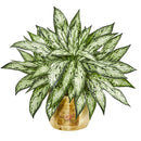 17” Silver Queen Artificial Plant in Decorative Planter (Set of 2)