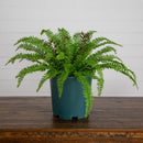 17” UV Resistant Artificial Boston Fern Plant (Indoor/Outdoor)