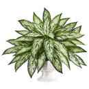 18” Silver Queen Artificial Plant in White Pedestal