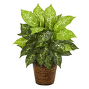 19” Diffenbachia Artificial Plant in Basket