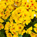 19” Geranium Hanging Basket Artificial Plant UV Resistant (Indoor/Outdoor) by Nearly Natural