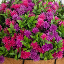 19” UV Resistant Artificial Dandelion and Aptenia Plant in Hanging Basket (Indoor/Outdoor)