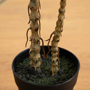 2’ Artificial Dracaena Marginata Plant