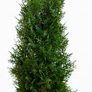 2' Cedar Spiral Silk Tree (Indoor/Outdoor)