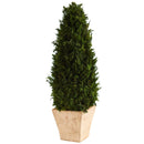 2’ Cypress Cone Preserved Plant in Planter
