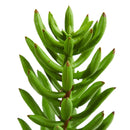 20” Succulent Spray Artificial Plant (Set of 6)