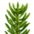 20” Succulent Spray Artificial Plant (Set of 6)