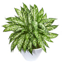 21” Aglonema Artificial Plant in White Vase