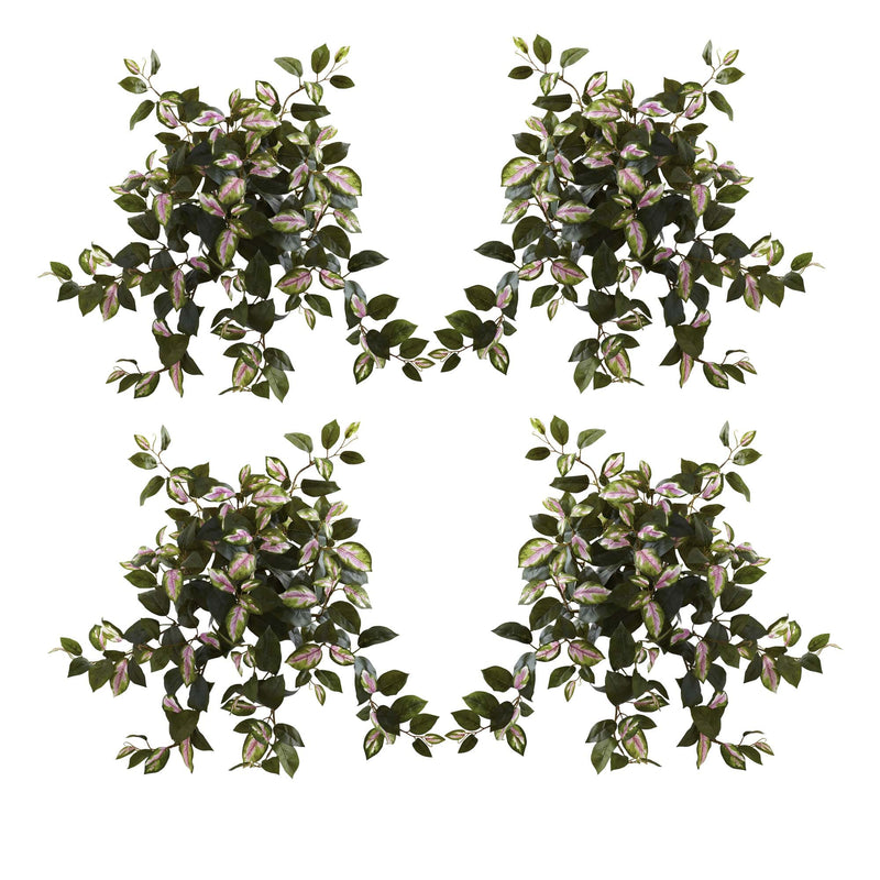 21” Hoya Hanging Bush (Set of 4)