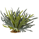 21” Staghorn Fern (Set of 2)