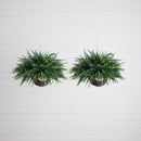 21" UV Resistant Artificial Fern in Hanging Basket (Indoor/Outdoor) - Set of 2