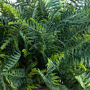 21" UV Resistant Artificial Fern in Hanging Basket (Indoor/Outdoor) - Set of 2