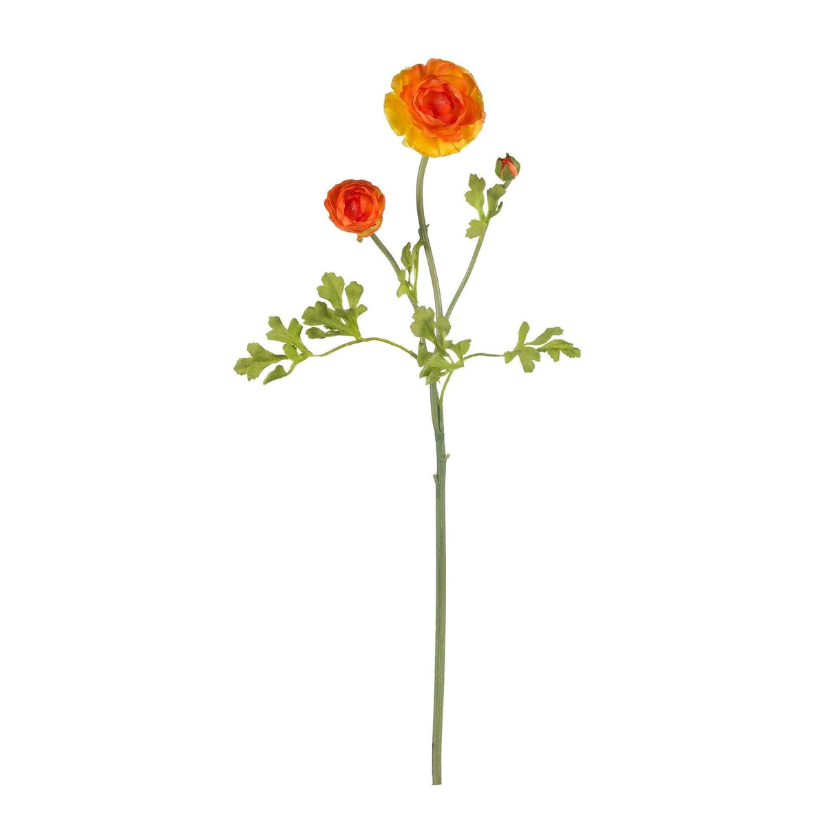 23" Ranunculus Stem (Set of 12)", photo 3 of 12