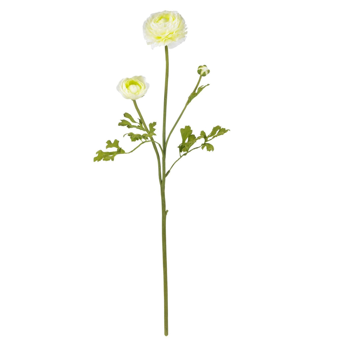 23" Ranunculus Stem (Set of 12)", photo 7 of 12