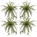 23” Spider Plant Bush (Set of 4)
