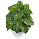 23” Taro Artificial Plant in White Vase