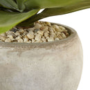 24" Agave in Sand Colored Bowl"