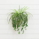 24" UV Resistant Artificial Spider Bush (Indoor/Outdoor) - Set of 3