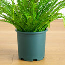 27-in UV Resistant Artificial Real Touch Boston Fern Plant (Indoor/Outdoor)